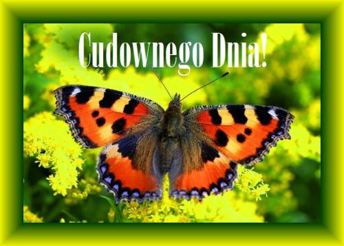 Kolorowy motyl siedzi na ��tych kwiatach, a nad nim widnieje napis Cudownego Dnia