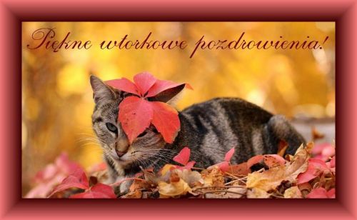 Kartka Pi�kne wtorkowe pozdrowienia!