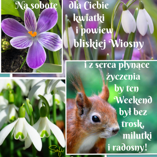 Fioletowy krokus, bia�e przebi�niegi i ruda wiewi�rka z �yczeniami na weekend i wiosn�