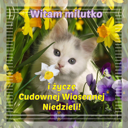 Kartka 🌷🌼Cudownej Wiosennej Niedzieli!