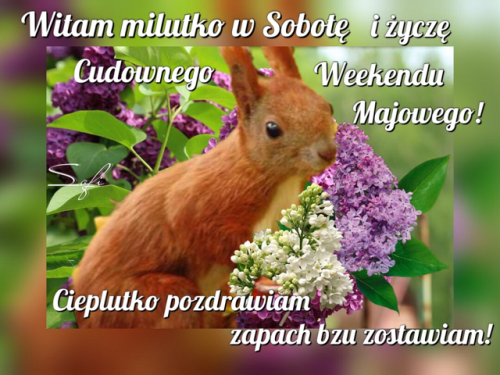 Ruda wiewi�rka w�r�d fioletowego bzu z pozdrowieniami na sobot� i majowy weekend