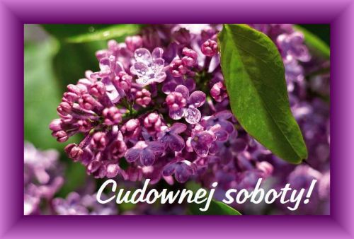 Fioletowe kwiaty bzu z kroplami rosy w fioletowej ramce i napisem Cudownej soboty