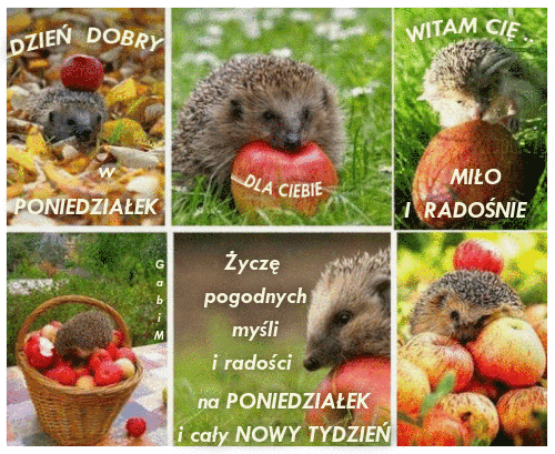 Kolaż zdjęć z jeżami i czerwonymi jabłkami na trawie, w liściach i w koszu z napisami