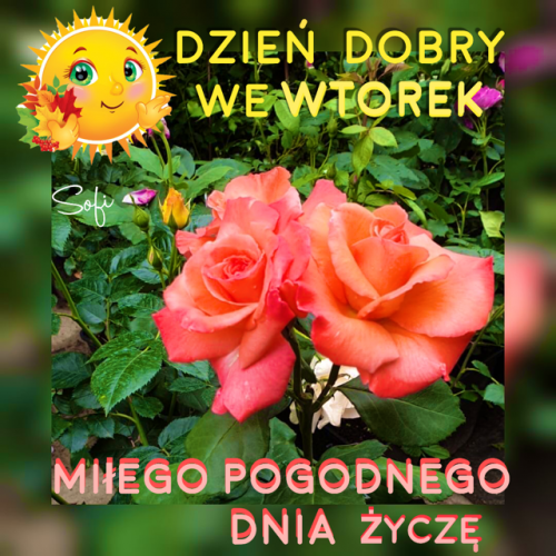 Dwie różowe róże, uśmiechnięte słońce, zielone liście oraz napis Dzień dobry we wtorek