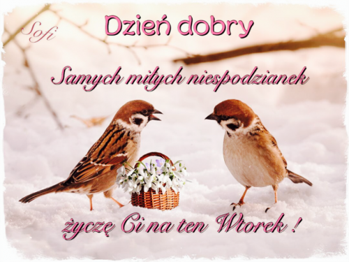 Dwa wr�ble na �niegu obok ma�ego koszyka z bia�ymi kwiatami oraz napisy z pozdrowieniami