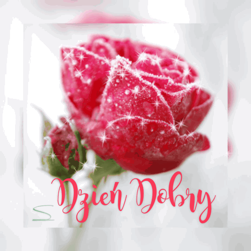 B�yszcz�ca r�owa r�a z napisem Dzie� Dobry i iskrz�cymi drobiazgami na p�atkach