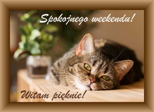 Leżący kot bury na drewnianej szafce, zielona roślina w doniczce oraz napisy Spokojnego weekendu i Witam pięknie