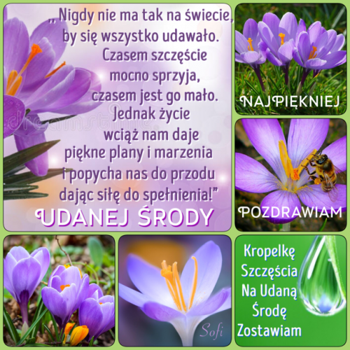 Fioletowe krokusy, pszczo�a, kropla wody i inspiruj�cy wiersz z napisem Udanej �rody