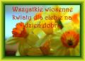 Wszystkie wiosenne kwiaty dla Ciebie na dzie� dobr