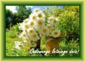 Dzie� Dobry! Cudownego letniego dnia!