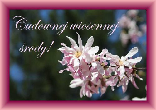 Ga��zka kwitn�cej r�owej magnolii z napisem Cudownej wiosennej �rody w r�owej ramce