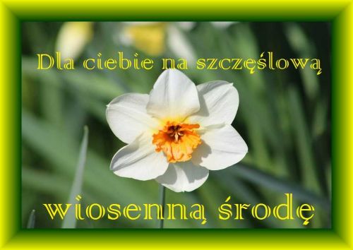 Bia�y �onkil z pomara�czowym �rodkiem w zielonej ramce z napisem Dla ciebie na szcz�liw� wiosenn� �rod�