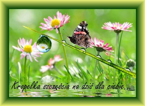 Motyl na �d�ble trawy z kropl� rosy i stokrotki, napis Kropelka szcz�cia na dzi� dla Ciebie