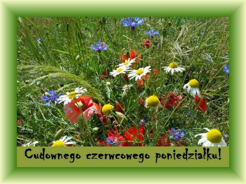 ��ka pe�na czerwonych mak�w, bia�ych margaretek i niebieskich chabr�w z napisem Cudownego czerwcowego poniedzia�ku