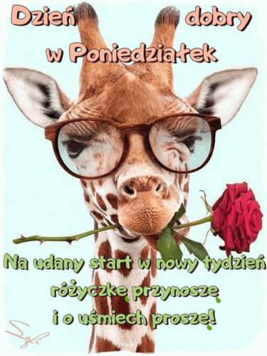 �yrafa w okularach trzyma czerwon� r��, z napisem Dzie� dobry w poniedzia�ek