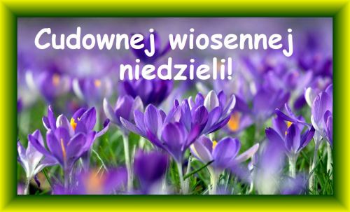 Fioletowe krokusy na łące w zielonej ramce z napisem Cudownej wiosennej niedzieli