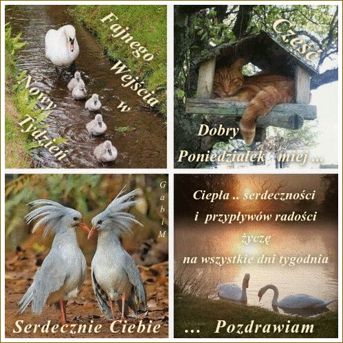 Cztery kwadratowe panele ze zwierz�tami: �ab�dzie, rudy kot w karmniku, egzotyczne ptaki oraz �yczenia pozdrowie�