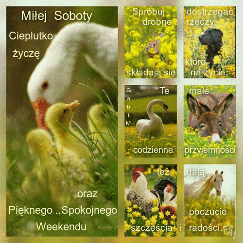 Bia�a g� z piskl�tami, �ab�d�, osio�, pies i konie w�r�d ��tych kwiat�w z napisami