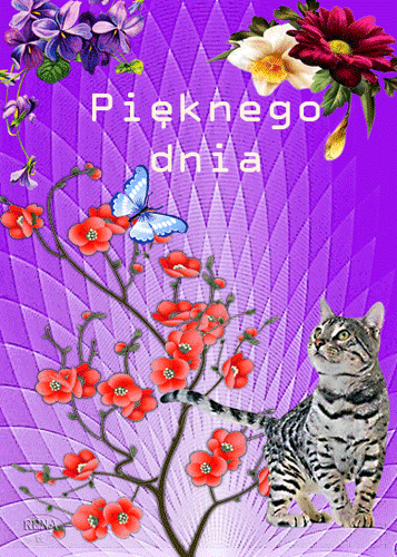 Szary kot patrz�cy na czerwone kwiaty, niebieski motyl i napis Pi�knego dnia na fioletowym tle