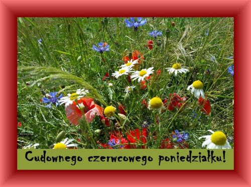 Łąka pełna czerwonych maków, białych margaretek i niebieskich chabrów z napisem Cudownego czerwcowego poniedziałku
