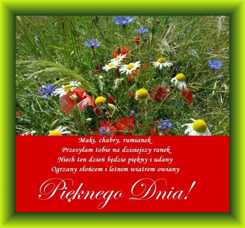 ��ka z makami, chabrami i rumiankami w zielonej ramce z czerwonym napisem Pi�knego Dnia