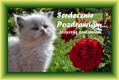 Kartka Serdeczne niedzielne pozdrowienie!