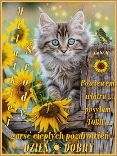 Puszysty szary kot siedzi na drewnianym p�ocie w�r�d s�onecznik�w z napisem Dzie� dobry