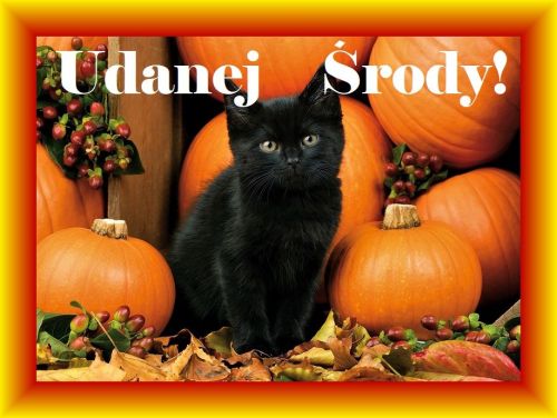 Ma�y czarny kot siedzi w�r�d pomara�czowych dyni i jesiennych li�ci z napisem Udanej �rody