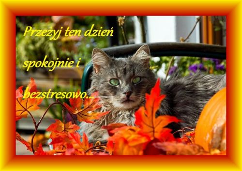 Szary kot z zielonymi oczami w�r�d jesiennych li�ci i dyni z napisem spok�j