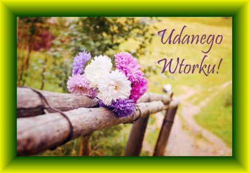 Bukiet kolorowych astr�w na drewnianym p�ocie i napis Udanego Wtorku w zielonej ramce