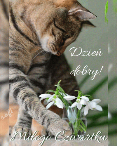 Uroczy szary kot w�cha bia�e przebi�niegi w wazonie, napisy Dzie� dobry i Mi�ego Czwartku