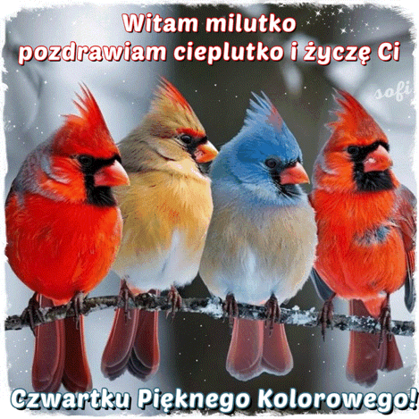 Cztery kolorowe kardyna�y siedz� na za�nie�onej ga��zi w zimowej scenerii z pozdrowieniami