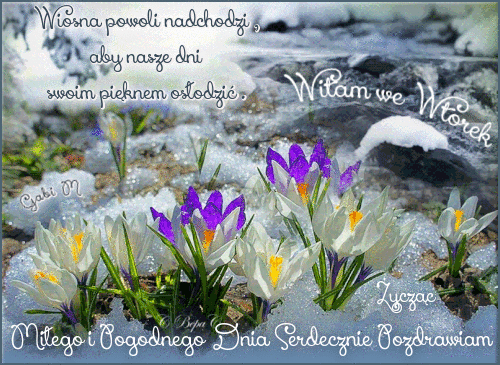 Fioletowe i bia�e krokusy przebijaj�ce si� przez topniej�cy �nieg z napisem Witam we Wtorek