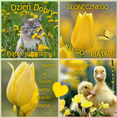 Cztery kwadratowe panele z kotem, żółtymi tulipanami, motylem, kaczątkami i napisam Dzień dobry piątek