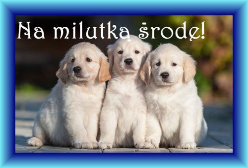 Trzy ma�e szczeniaki rasy golden retriever z napisem Na mi�� �rod� w niebieskiej ramce