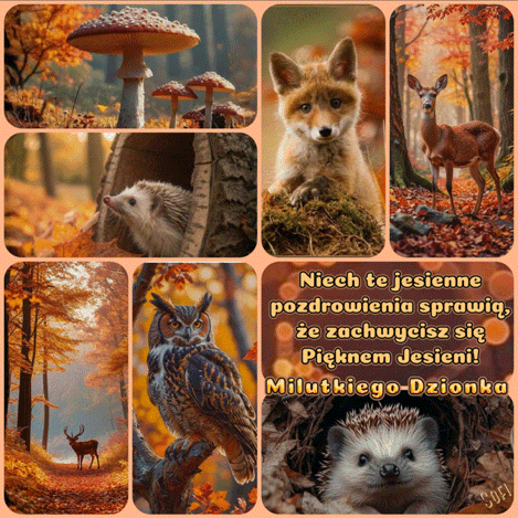 Kolaz z dzikimi zwierzetami w lesie, grzyby, sowa, lis, jeż, sarna i jesienny napis