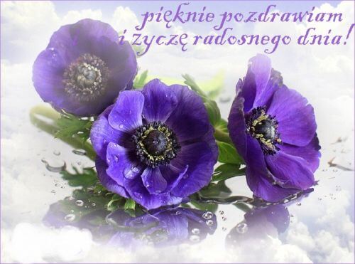 Trzy fioletowe anemony na l�ni�cej powierzchni z kroplami wody oraz napisem Pi�knie pozdrawiam i �ycz� radosnego dnia