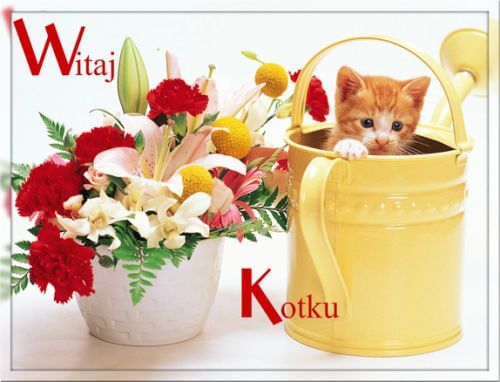 Rudy ma�y kotek siedzi w ��tej konewce obok doniczki z czerwonymi kwiatami i napisem Witaj Kotku