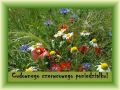 Cudownego czerwcowego poniedzia�ku!
