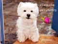 R�yczk� przynosz� i o u�miech prosz�