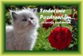 Serdeczne niedzielne pozdrowienie!