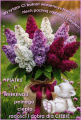 Pi�tkowo - Weekendowe 💜 Dzie� Dobry ....