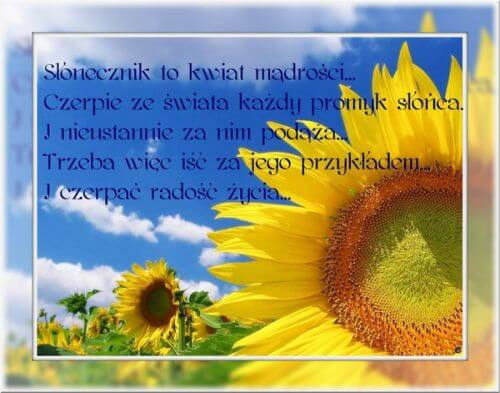 Kartka S�onecznik to kwiat m�dro�ci...