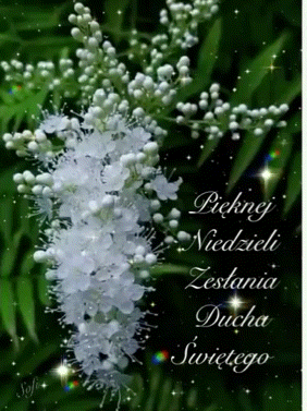 Kartka     Zielone �wi�tki